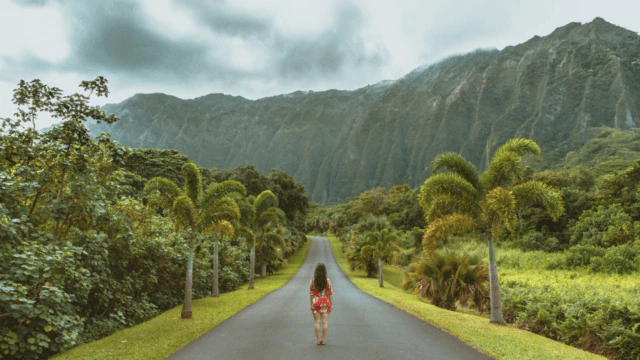 tuneuphawaiilookingdowntheroad - Maui Recovery