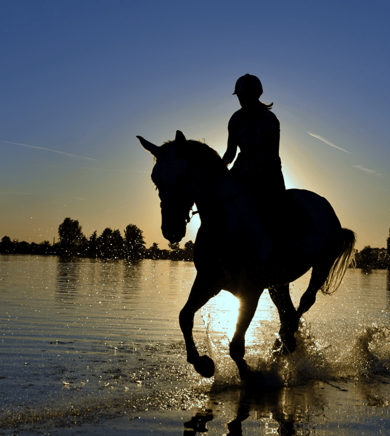 maui recovery Equine Therapy - Maui Recovery