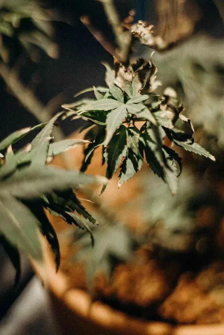 how Marijuana usage can turn into addiction - Maui Recovery