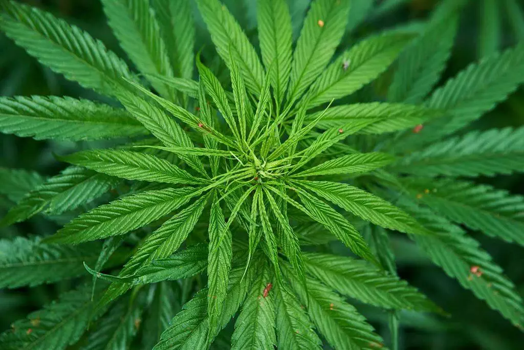 Marijuana - Maui Recovery